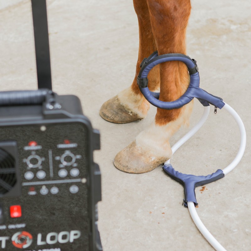 PMST LOOP PEMF Terapia Caballo - Therapy Health And Wellness reseña y precio