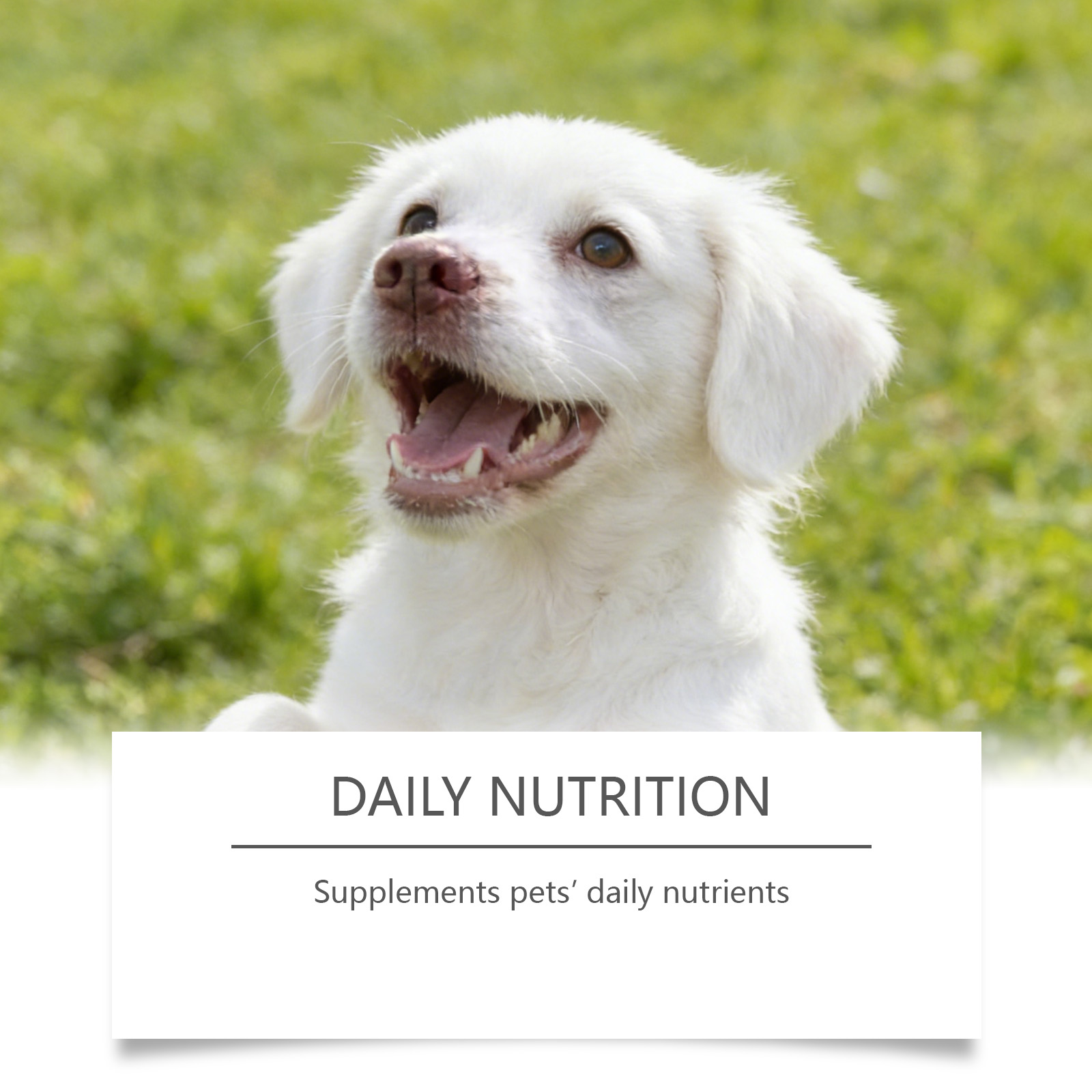 Taurina en Polvo para Perros,  - Wellness Health Nutrition reseña y precio
