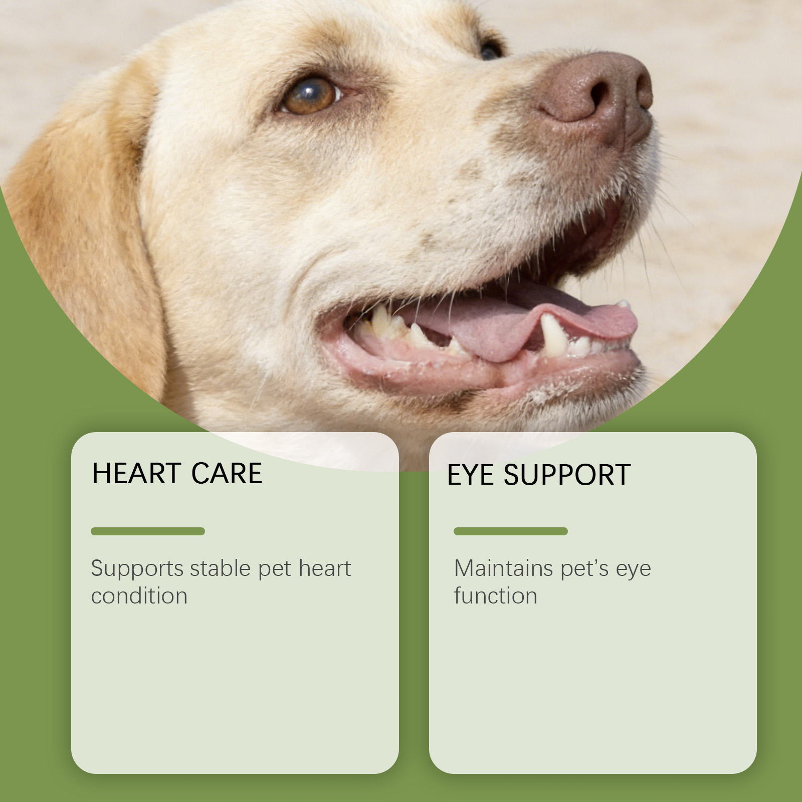 Taurina en Polvo para Perros,  - Wellness Health Nutrition reseña y precio